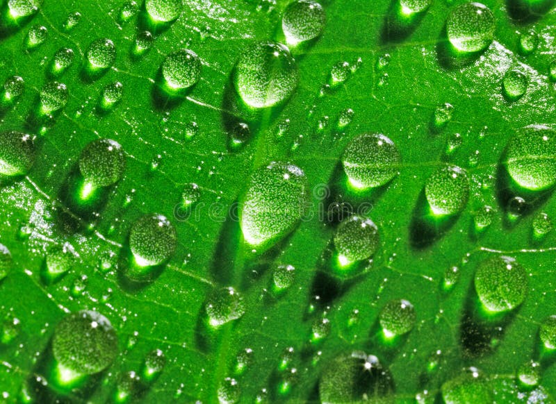 Water drops