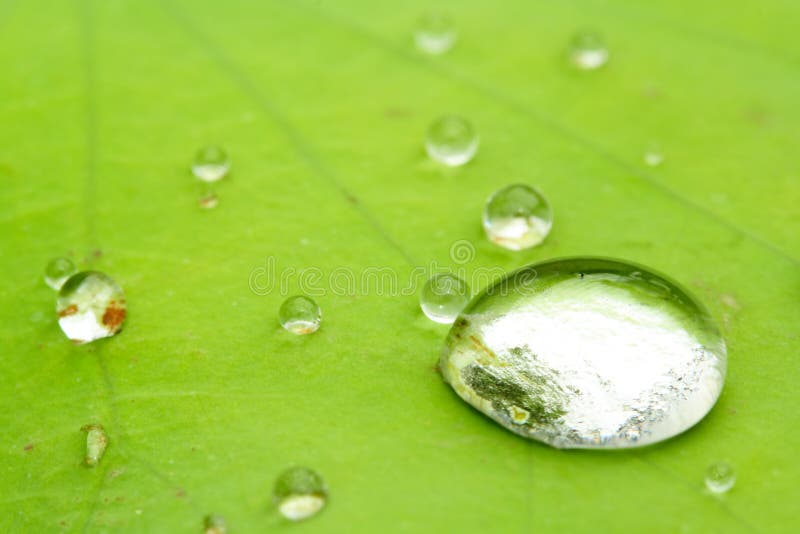 Water drops on a water lily leaf