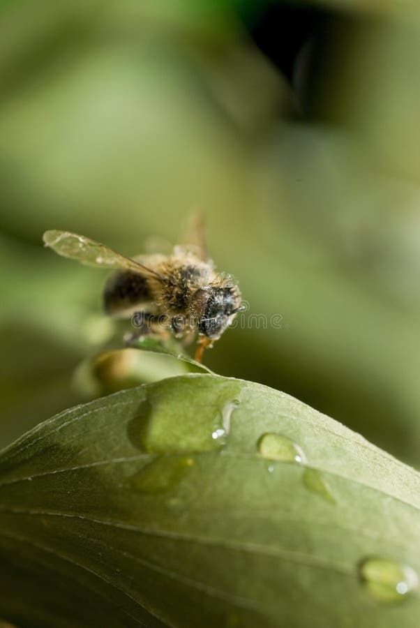 Miel de abeja sobre el una carta Agua gotas.