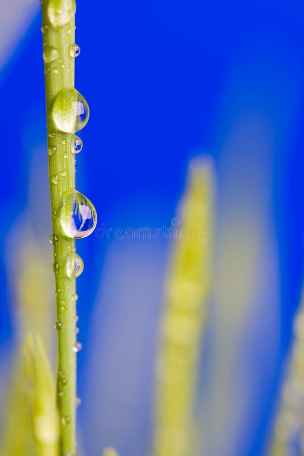 Water drops