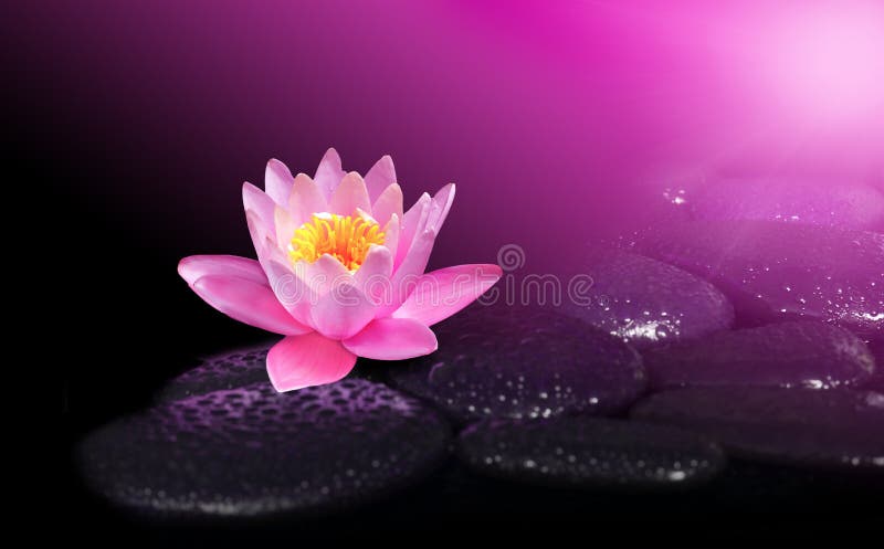 Water drops on black spa stones with Lily flower stock images Water drops on black spa stones with Lily flower stock images