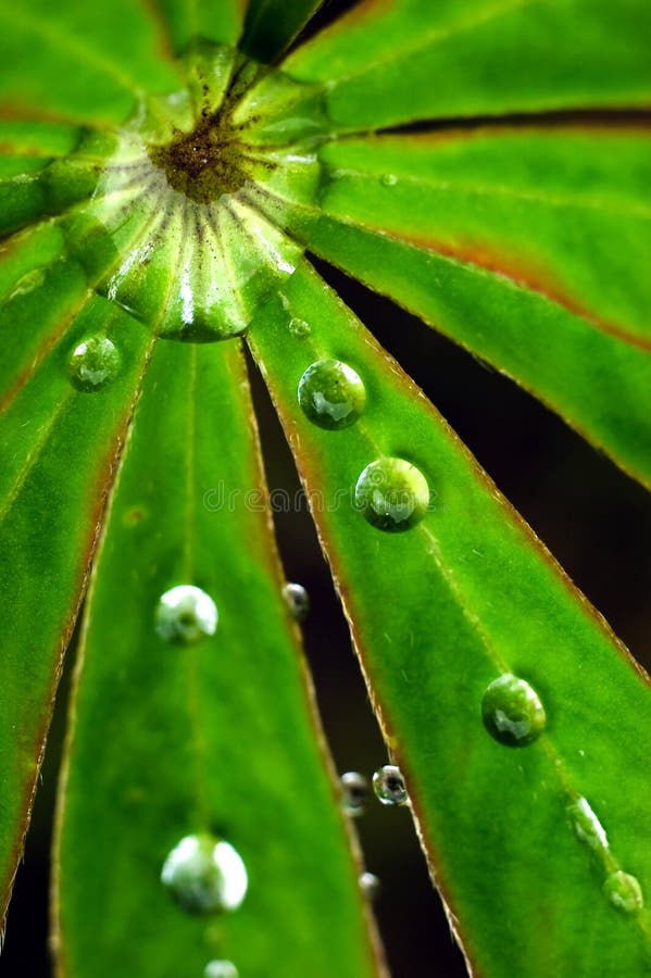 Water drops close up