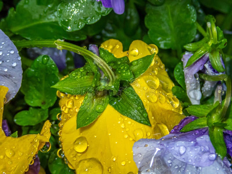 Water Drops on a Closeup of Pansy Stock Photo Image of macro, pansy