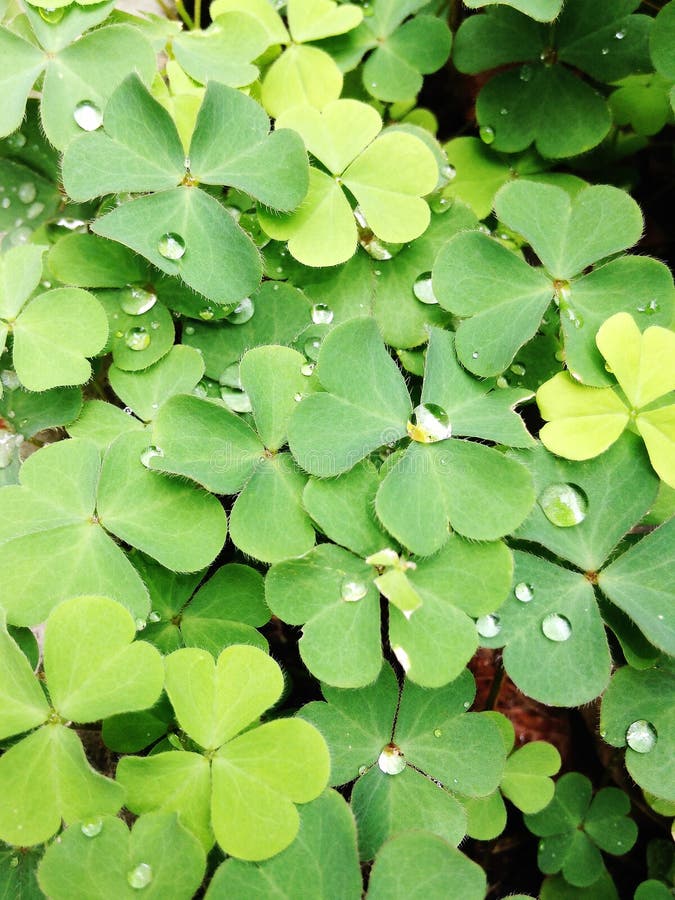 Water drops on Four leaf clover.