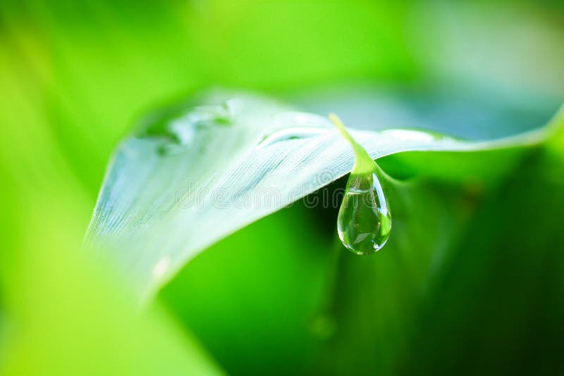 Water drops on fresh green leaf