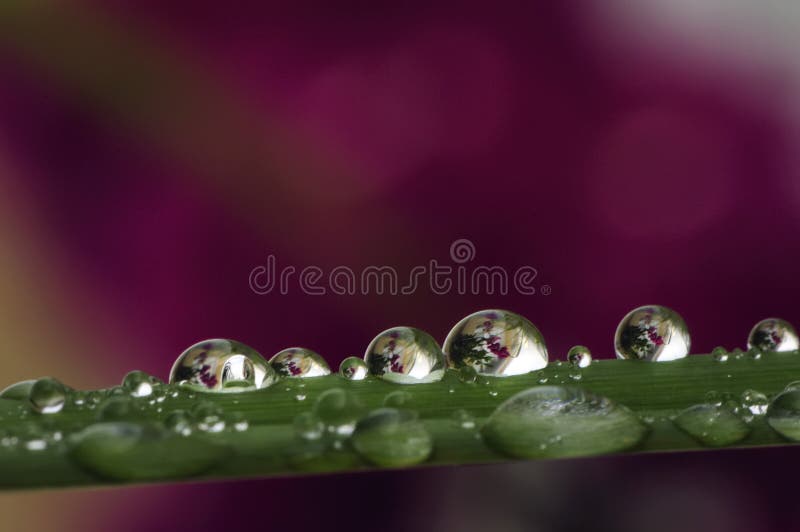 Water drops on a grass