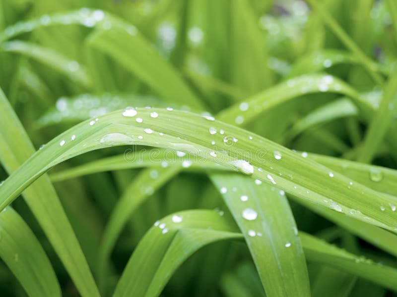 Water drops on grass stock image. Image of leafy, watery 5114009