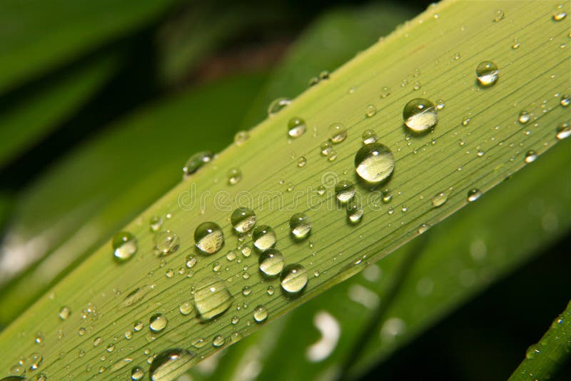 Water drops on grass blade