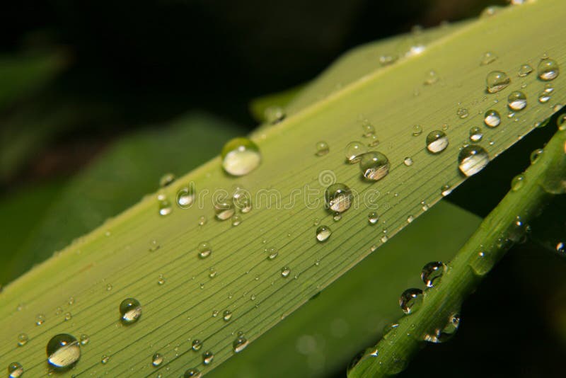 Water drops on grass blade