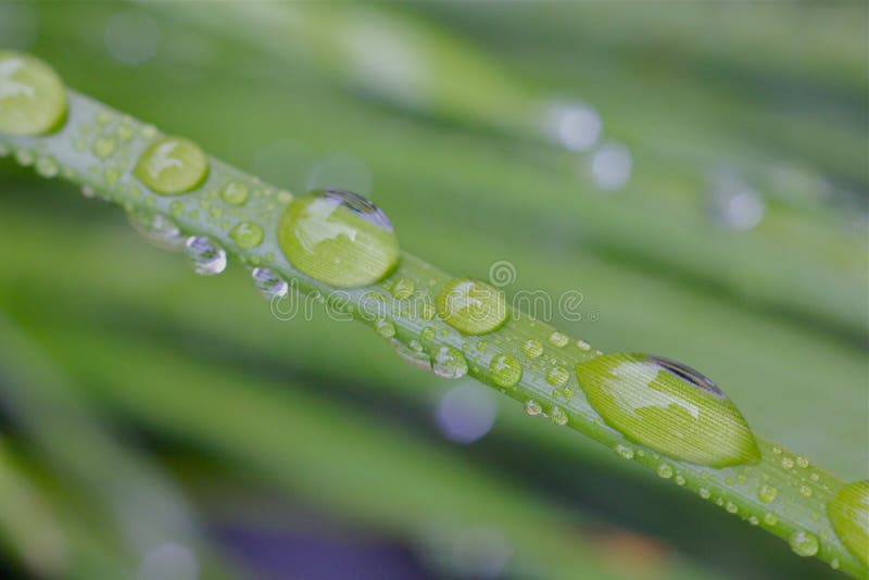 Water drops on grass blade stock photo. Image of blade 55833572