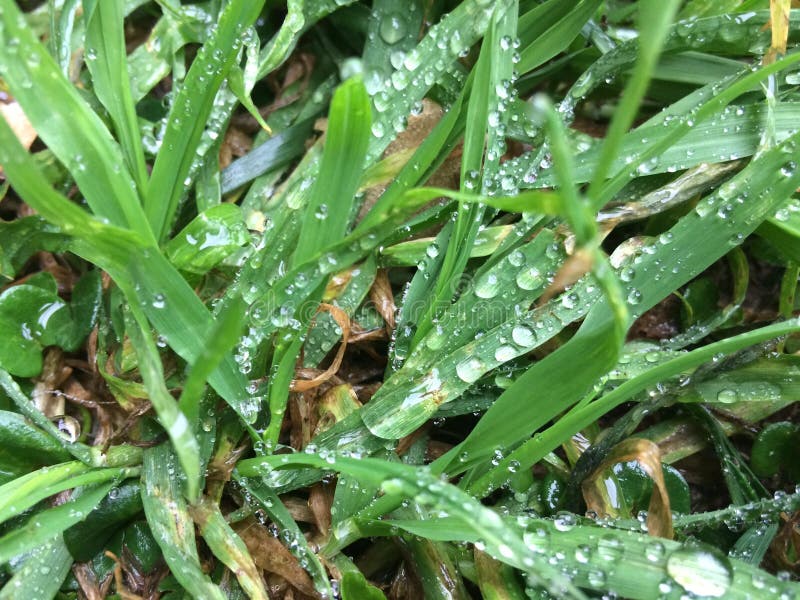 242 Water Afterrain Stock Photos Free & RoyaltyFree Stock Photos