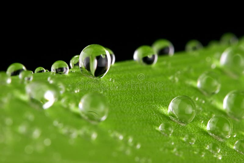 Macro photo of tiny water droplets on a green amaryllis leaf. Macro photo of tiny water droplets on a green amaryllis leaf