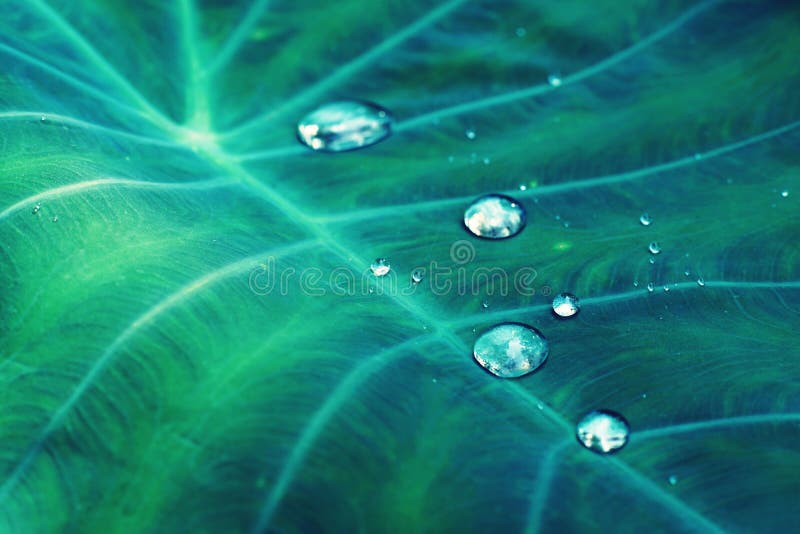 Water drops on green araceae leaf texture, beautiful nature texture background concept