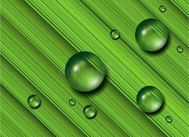 Water drops on green grass, .