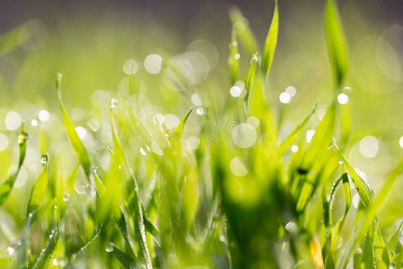 Water Drops on a Green Grass Stock Photo Image of growth, liquid 89668146