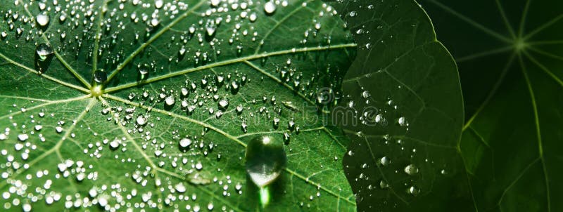 Water drops on a green large leaf day nature ecology background