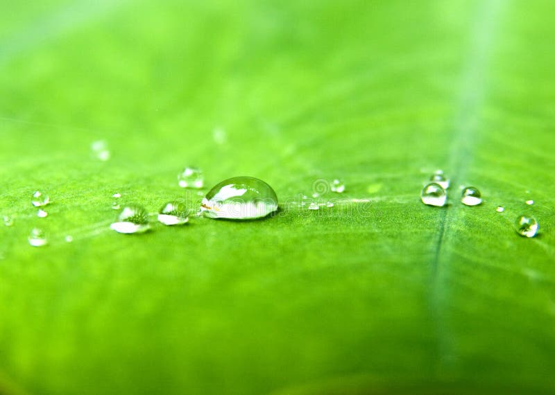 Water drops in green leaf