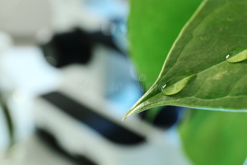 Water drops on green leaf against blurred background, closeup. Plant chemistry