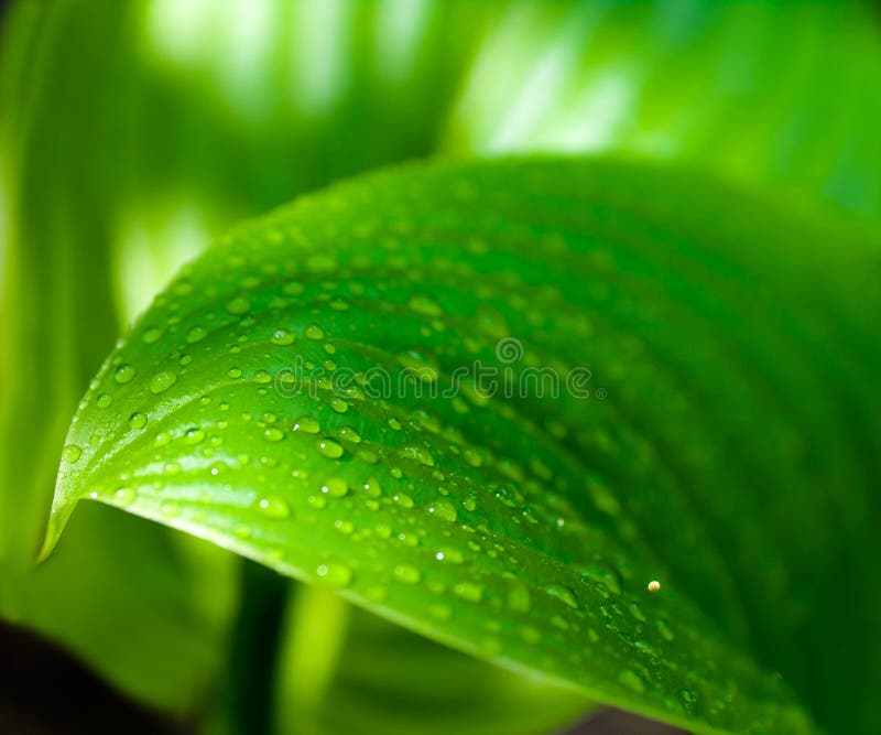 water drops on a green leaf