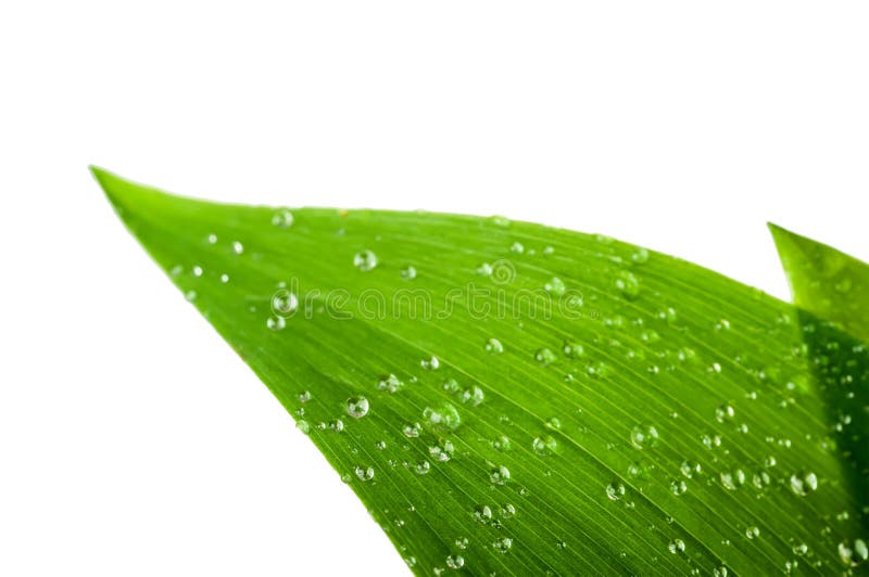 Water drops on a green leaf