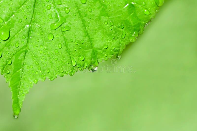 Water drops on a green leaf macro