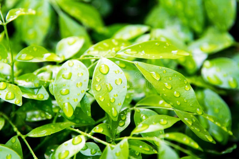 Water drops on green leaves background