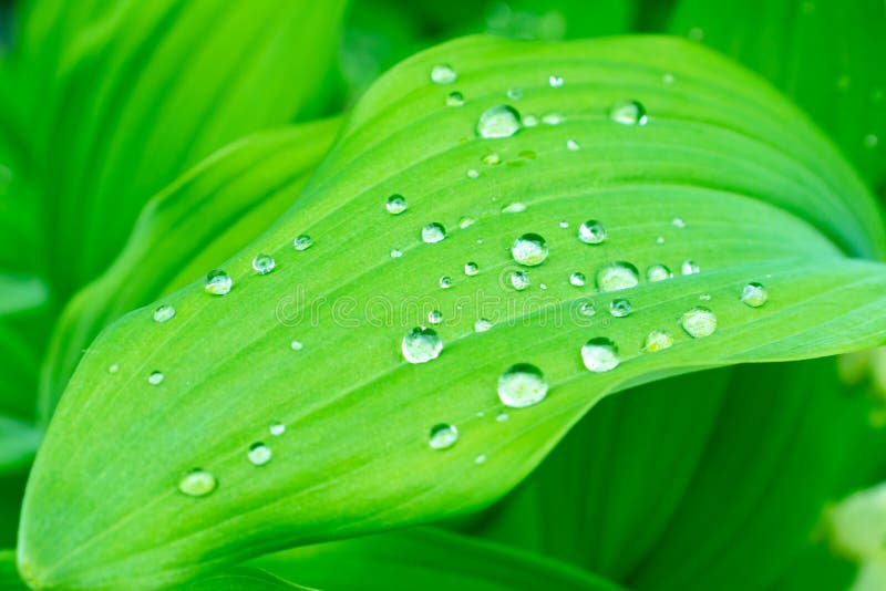 Water drops on green leaves after rain, green foliage natural organic garden background