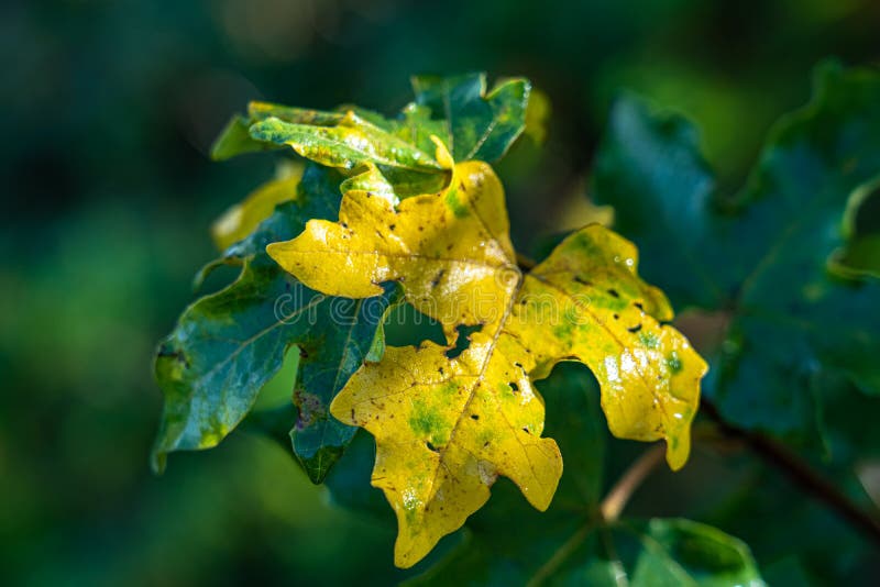 Water drops on the green plants in the morning royalty free stock photography