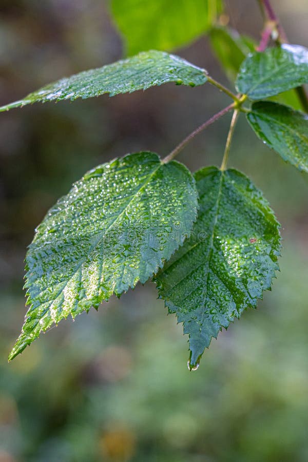 Water drops on the green plants in the morning stock photos