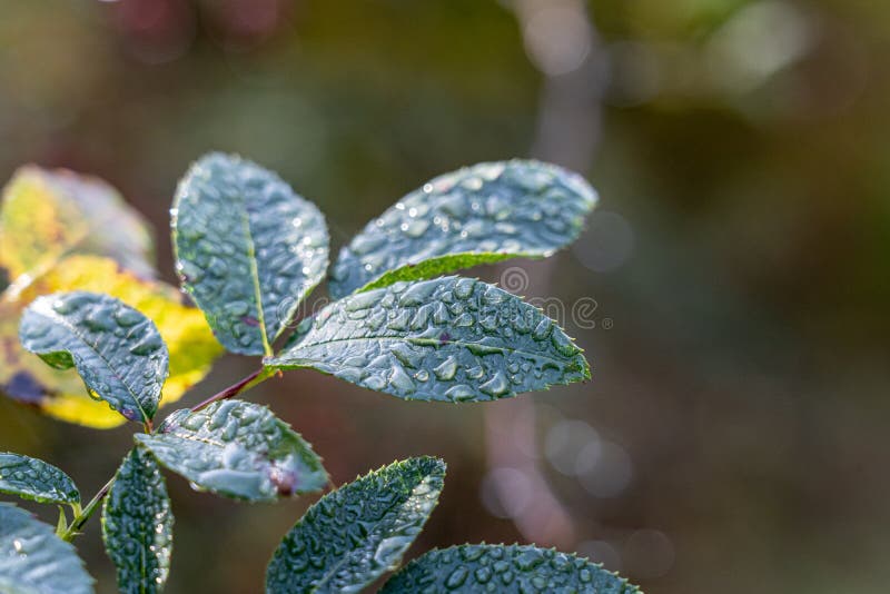 Water drops on the green plants in the morning royalty free stock image