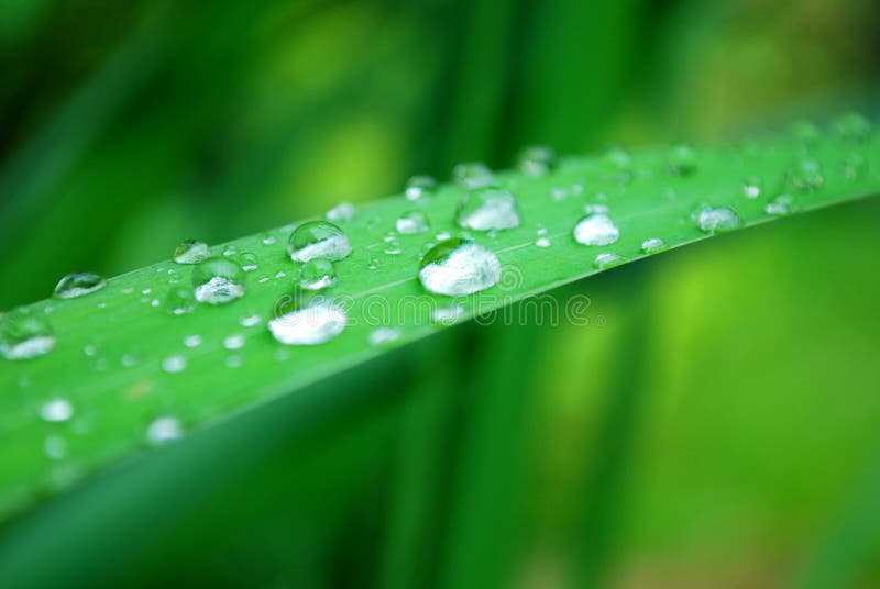 Water drops leaf