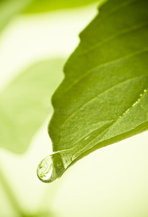 Water drops on leaf.