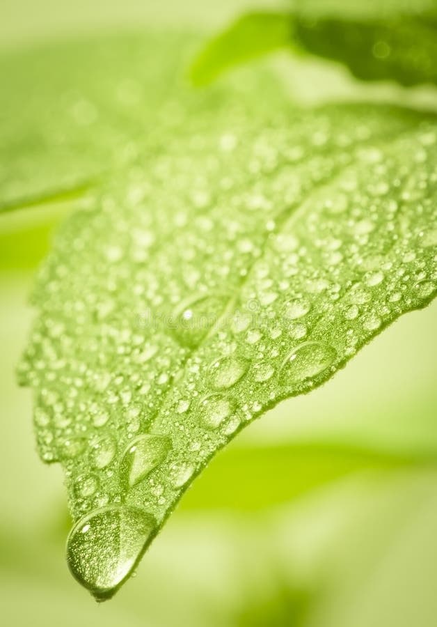 Water drops on leaf.