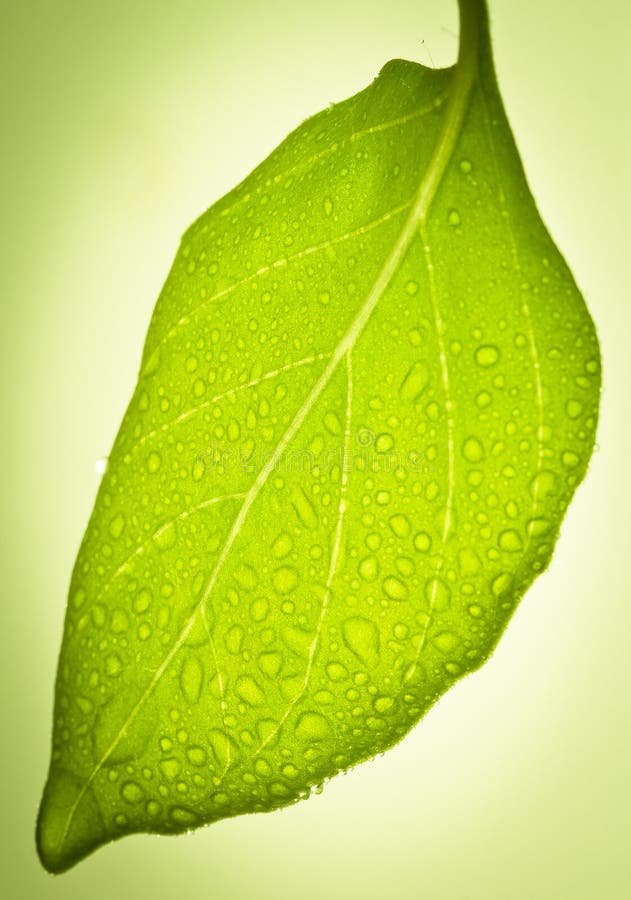 Water drops on leaf.