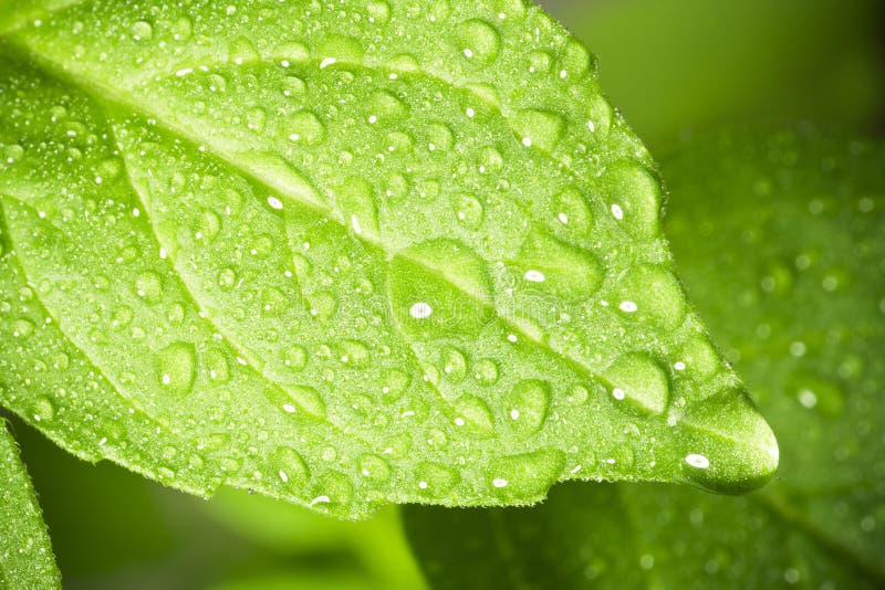 Water drops on leaf.