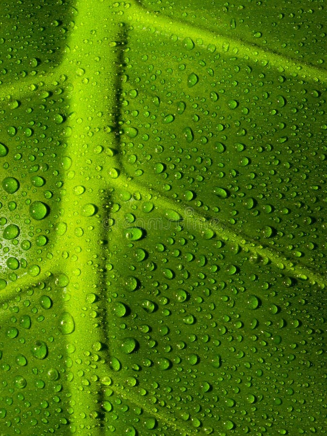 Water Drops on a leaf