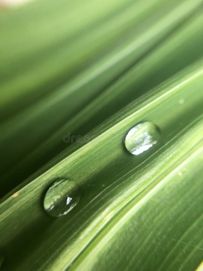 Water-drops on Leaf royalty free stock photos Water-drops on Leaf royalty free stock photos