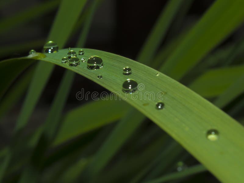 Water drops on leaf