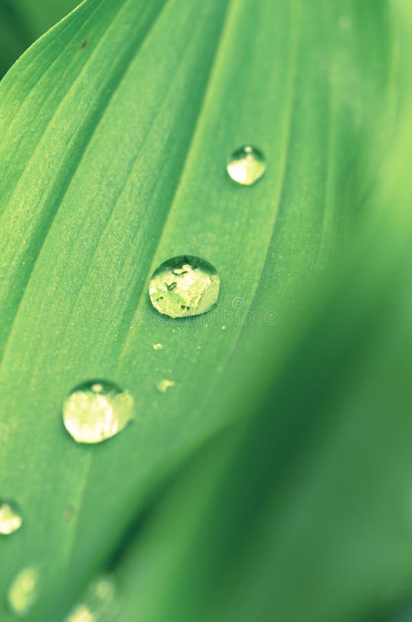 Water drops on leaf