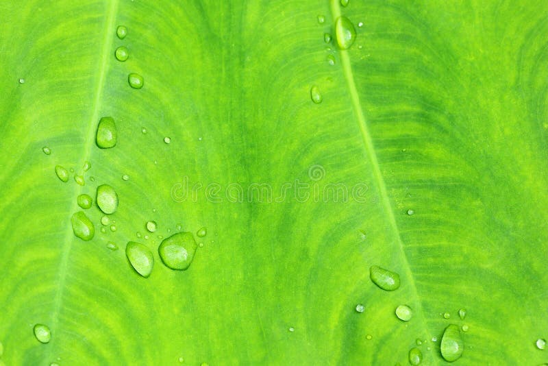 Water drops on leaf green nature