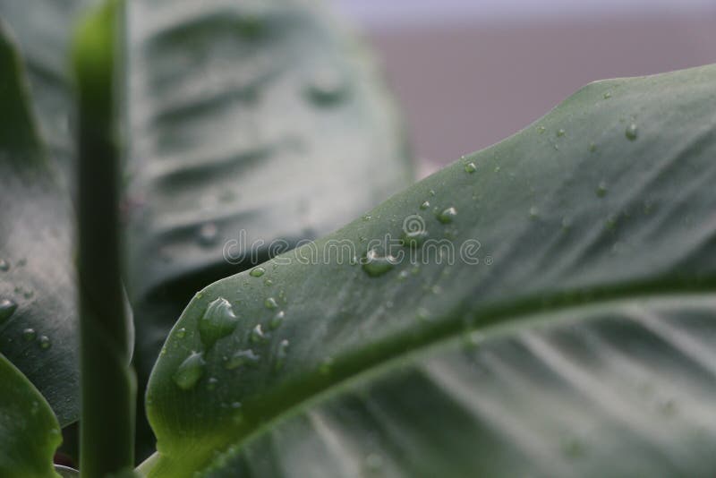 Water drops on leaf