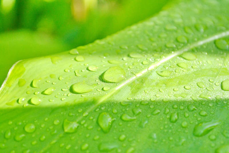 Water drops leaf Water drops on green leaf