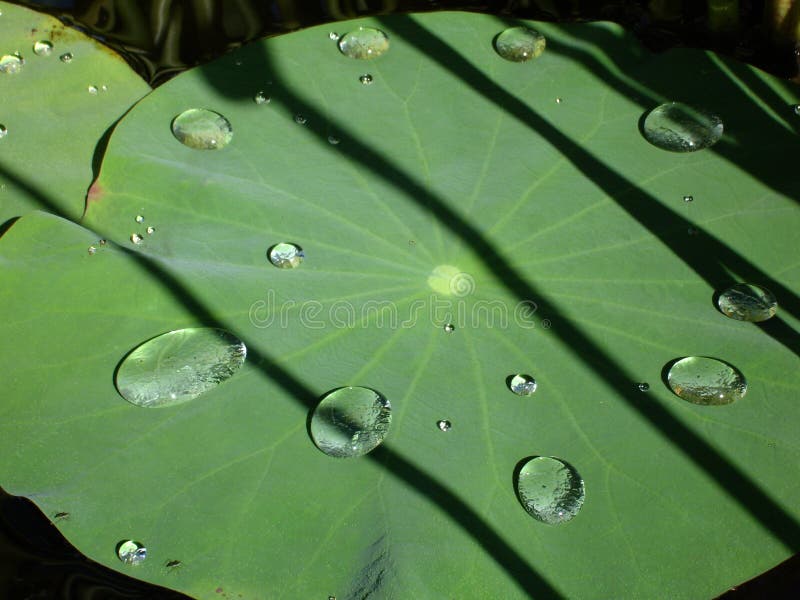 Water drops on lotus leaf