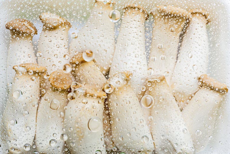 Water Drops Of Mushroom Background Stock Image Image of wallpaper