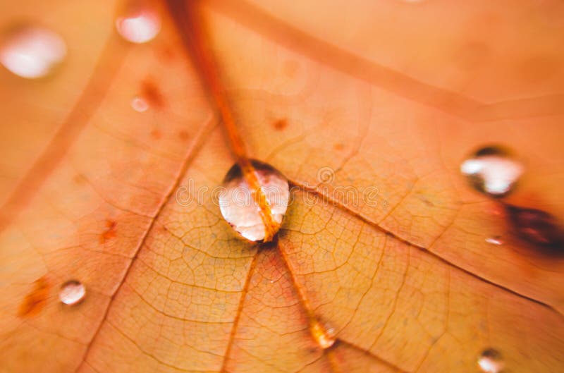 Water drops on orange leaf. Macro of a leaf