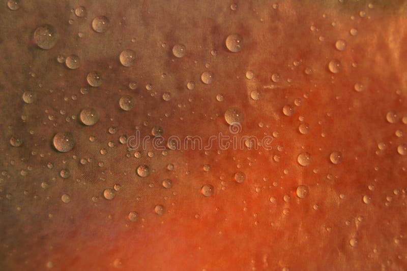 Water Drops on Orange Red Background