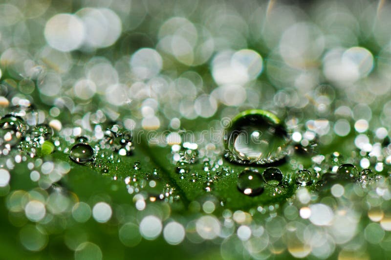 Water drops on Palm leaf