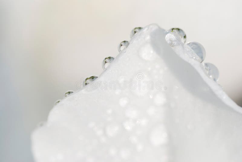 Water drops on petal