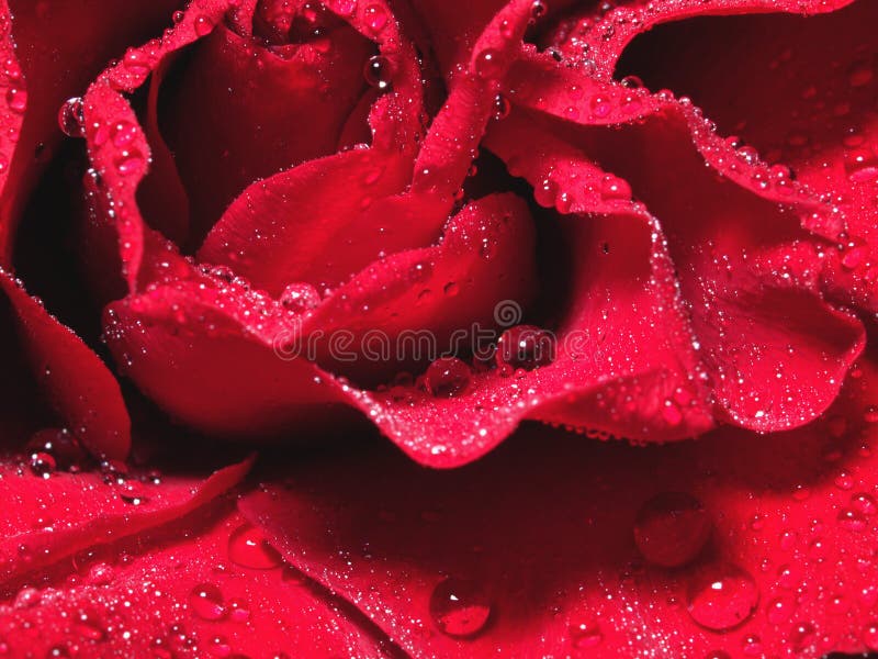 Water drops on red rose