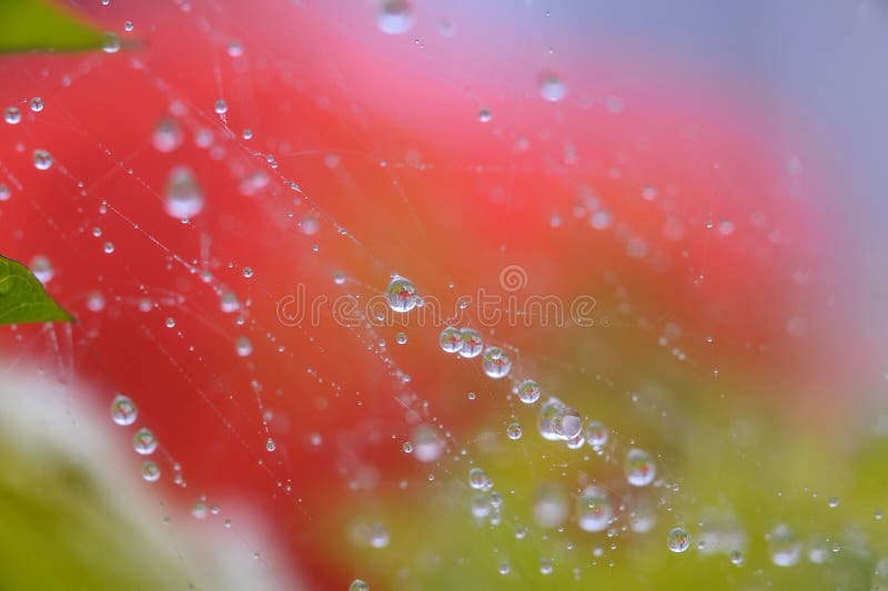 Water drops at spider net